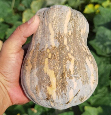 [南瓜批发]菏泽市牡丹区200亩自家种植金香南瓜,量大,长期有货价格1.