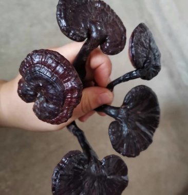 广西野生灵芝大瑶山赤灵芝紫灵芝包邮一件代发批发