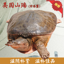 生态养殖外塘珍珠鳖美国甲鱼团鱼中华鳖黄沙鳖水鱼