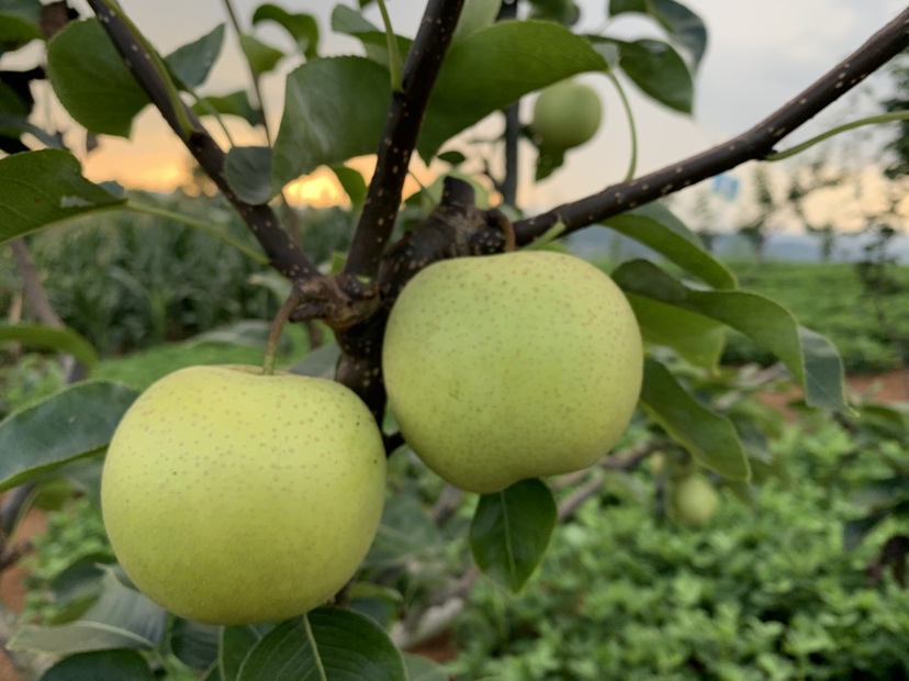 贵州黄金梨特写