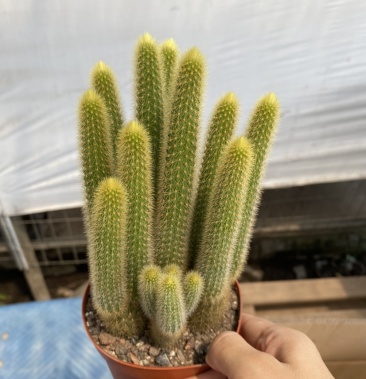 [多肉植物批发]多头黄金条价格10.00元/棵 - 一亩田