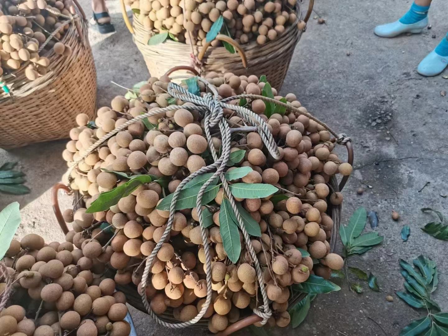 纪实场景:粤西高州龙眼核心产区清晨采摘作业,果农身着浅蓝工装,动作娴熟;竹编箩筐内龙眼串排列紧凑,果梗长度统一约4–6cm,体现标准化采收规范;背景古树新枝交织,凸显产区历史纵深与生态传承 储良龙眼采摘场景:清晨阳光下,果农戴草帽手持修枝剪采摘龙眼,竹筐中堆满带梗整串果实,果梗青绿粗壮,叶片油亮,地面铺有防潮布,远处可见连片百年龙眼古树群落