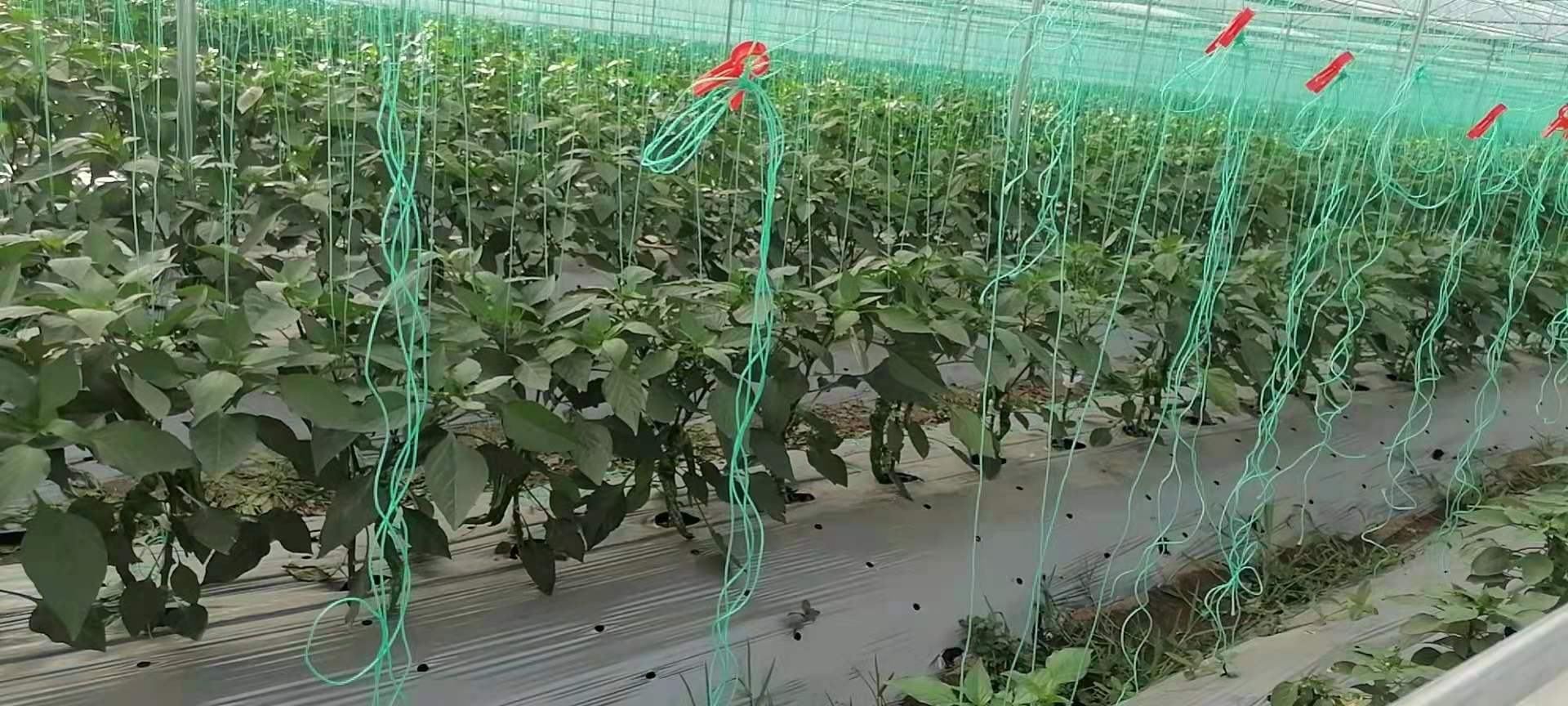华北日光温室螺丝椒冬春茬栽培实景