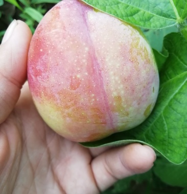 [李子批发]幸运大李子价格1.10元/斤 - 一亩田