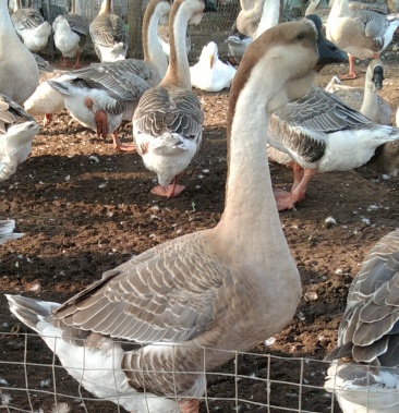 高品质成年狮头鹅现货销售保证存活率纯种狮头鹅