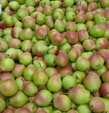 大量出售自家七月红梨