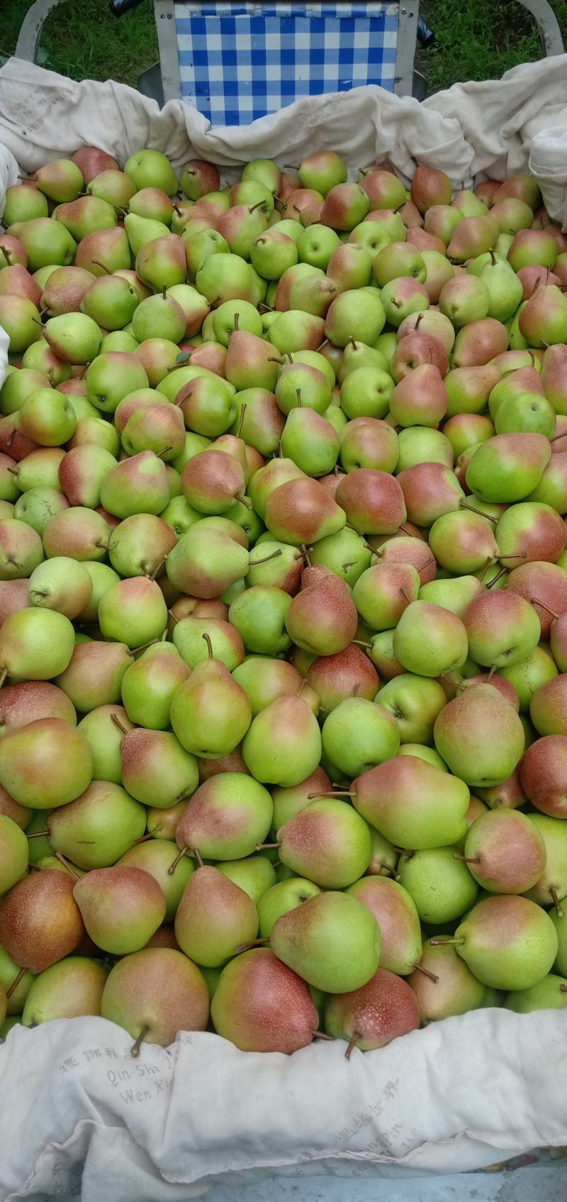 大量出售自家七月红梨