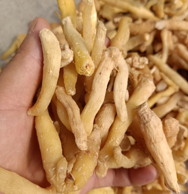 湖南邵阳特色靓丽玉竹头