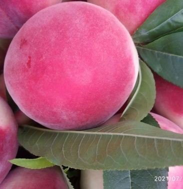 精品山地双奥红离核毛桃