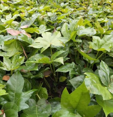 [八角金盘批发]八角金盘价格0.40元/棵 - 一亩田