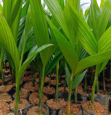 海南本地槟榔苗无黄叶病苗自家留种苗