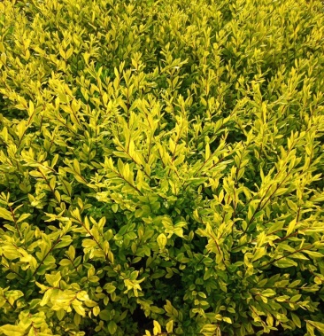 金叶水蜡,金叶女贞