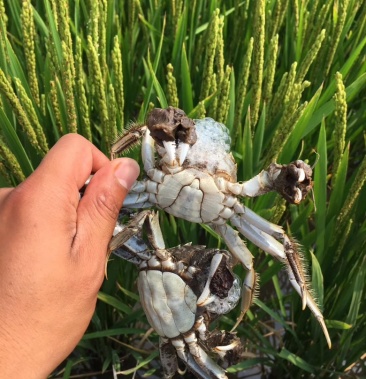 盘锦河蟹,纯正稻田蟹, 黄满膏肥