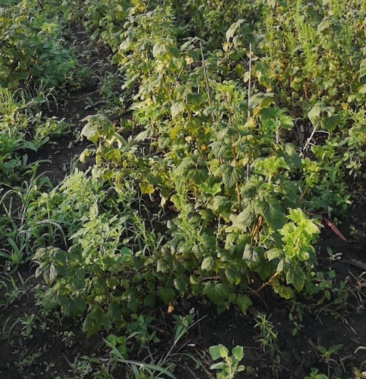 [黑加仑苗批发]黑加仓价格2.00元/棵 - 一亩田