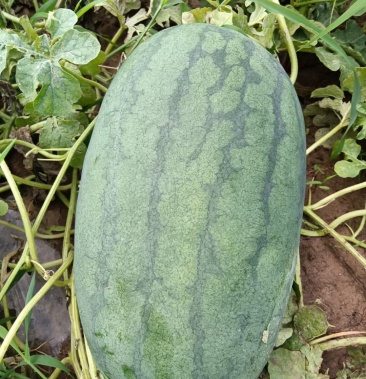 [龙卷风西瓜批发]称心如意,龙卷风价格0.70元/斤 - 一亩田