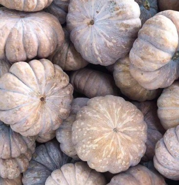 湖南南瓜,板栗盘龙202,小磨盘基地直供