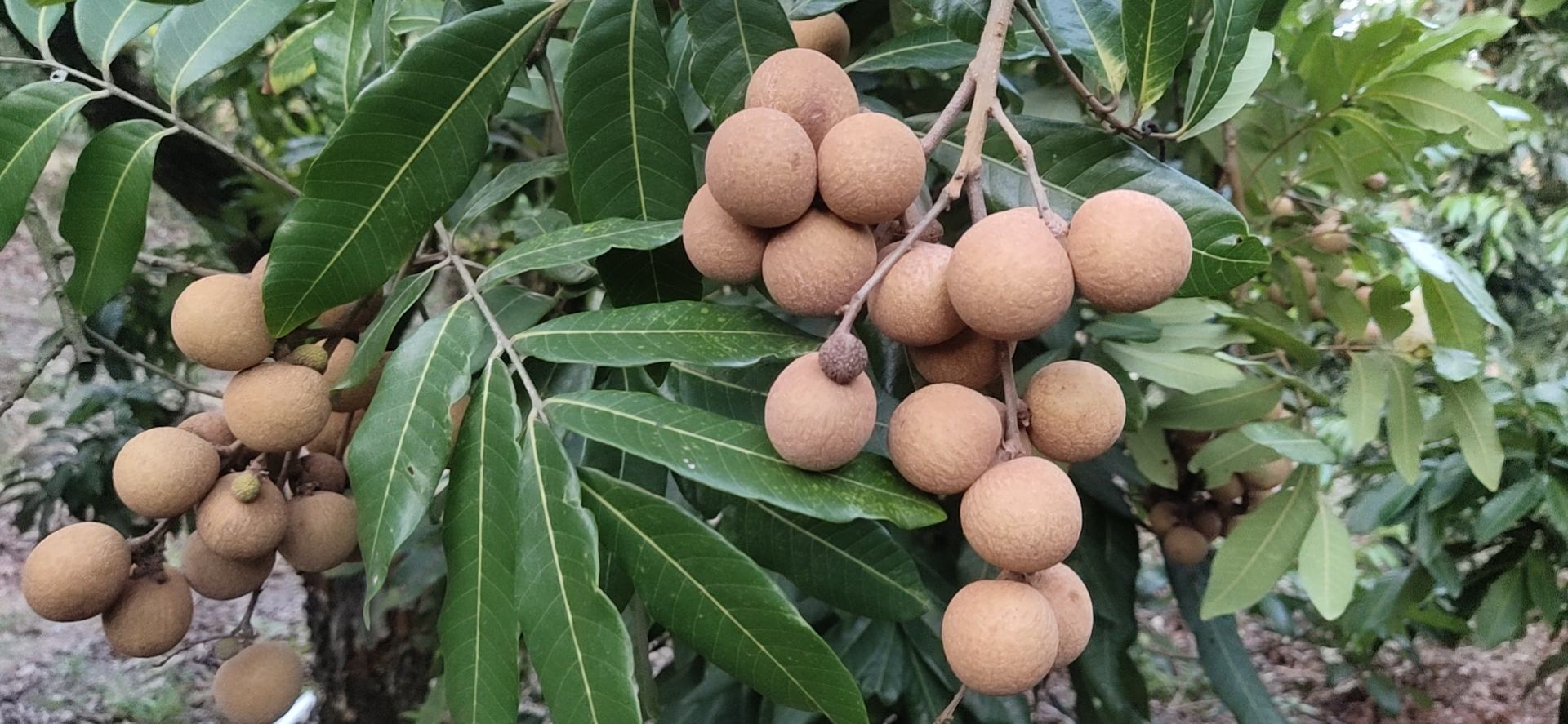 一棵成熟的乌圆龙眼树,树冠浓密呈圆形,枝条粗壮,叶片深绿有光泽,树上挂满成串的成熟龙眼果实,果皮呈深褐色至乌黑色,阳光照射下泛出油亮光泽,背景为岭南丘陵果园环境 乌圆龙眼果树全貌