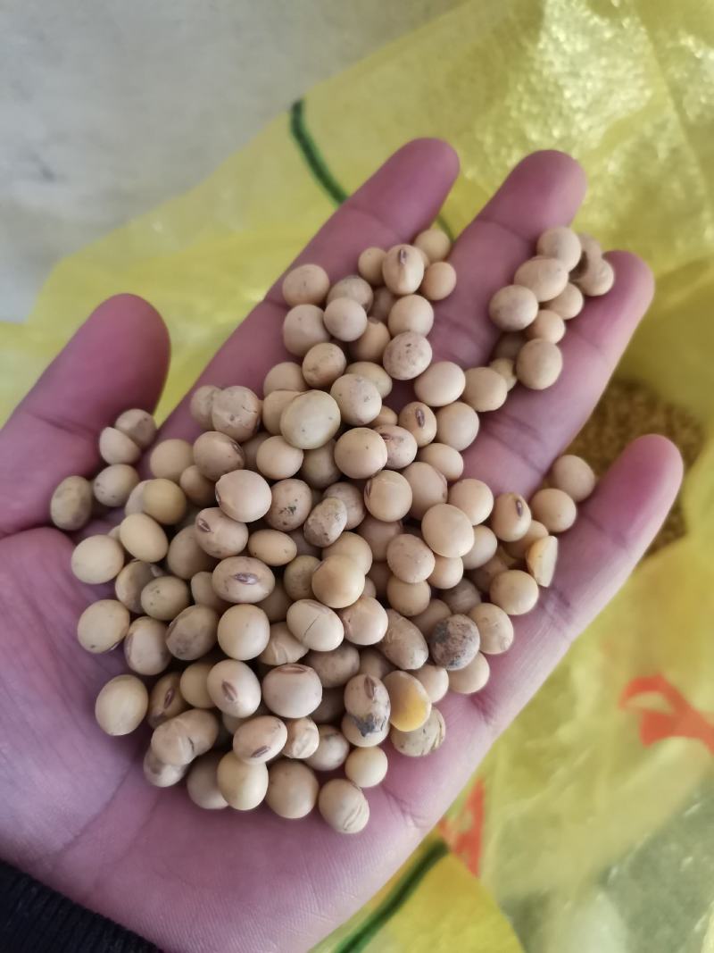 油菜籽