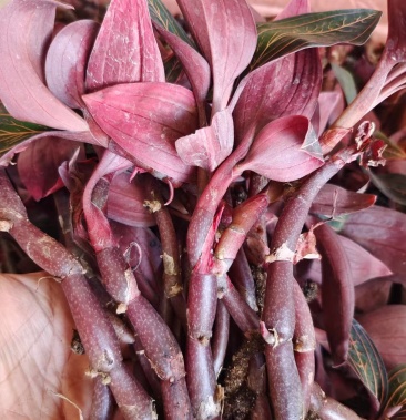 [金线莲批发]公石松价格180.00元/斤 - 一亩田