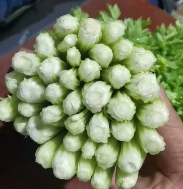 [毛芹批发]芹菜,毛芹价格0.60元/斤 - 一亩田