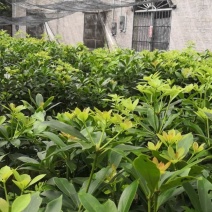 （八角苗）广西古龙大红八角苗圃1000棵以上专车直送