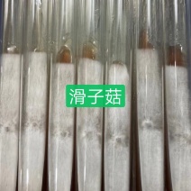 滑子菇母种试管，早丰112/c3-1提前预定