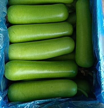 精品短瓠子,大量上市,保质保量,鲜藤鲜叶,产地直销