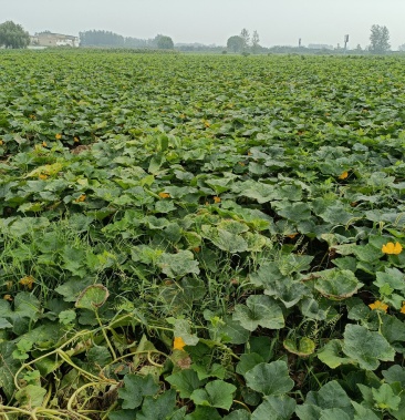 香芋南瓜,基地直发