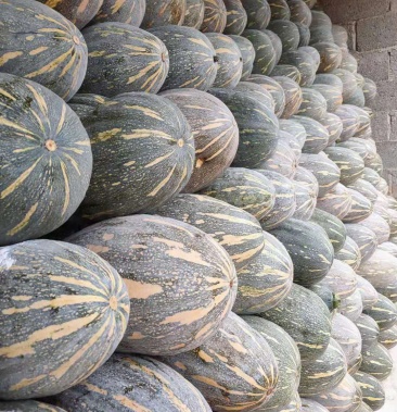 云南精品密本吊南瓜产地直供