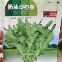 奶油沙拉菜，叶嫩绿色，齿轮状尖形