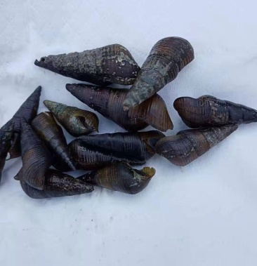 [山坑螺批发]白尾坑螺1.2到炮头.