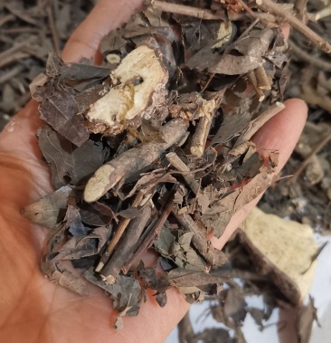 大罗伞 大凉伞 珍珠伞凤凰肠铁凉伞朱砂根