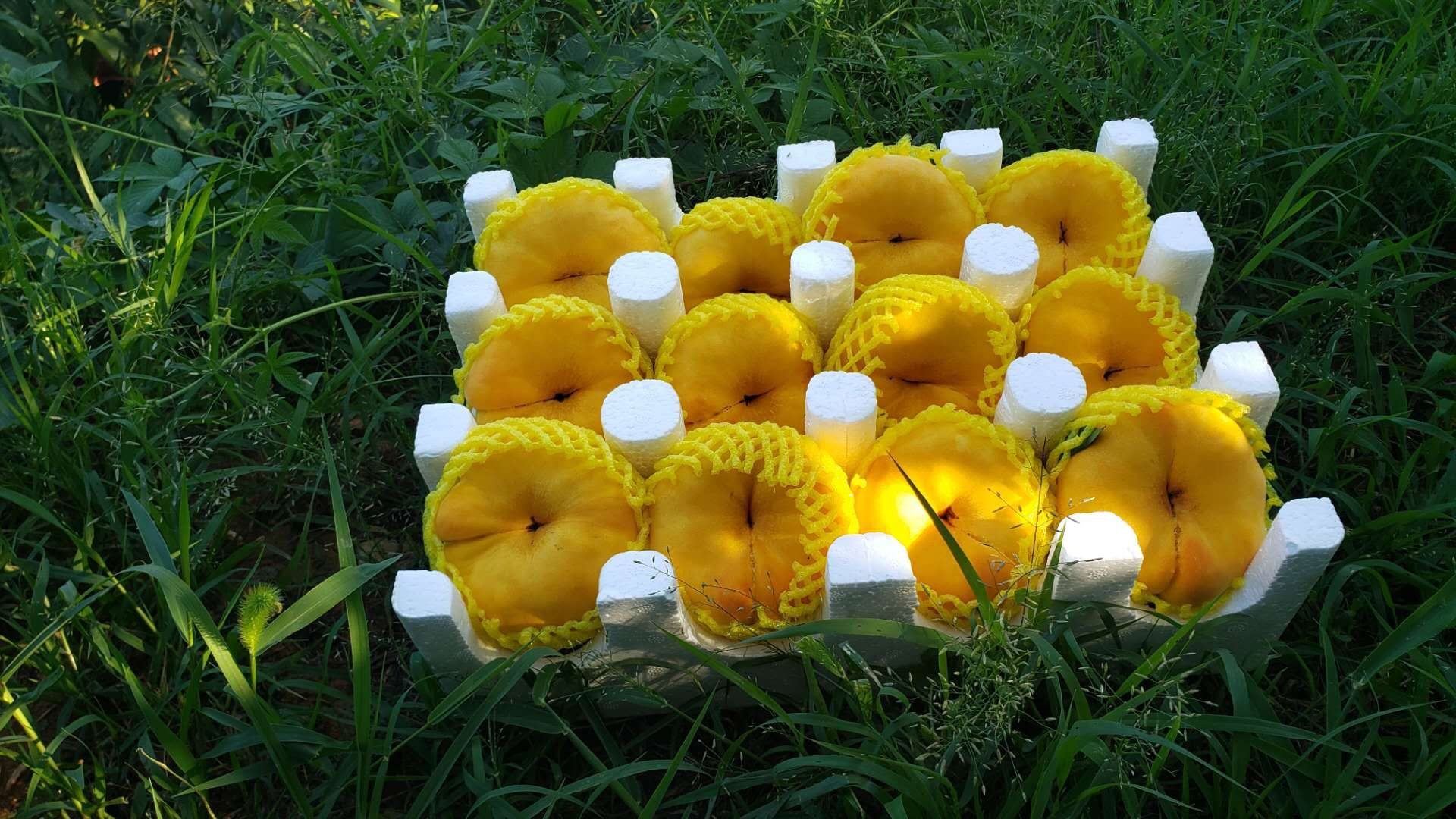 游客在蟠桃园中采摘蟠桃