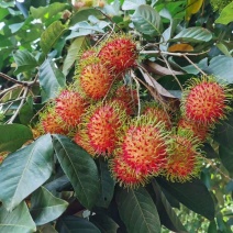 热带水果