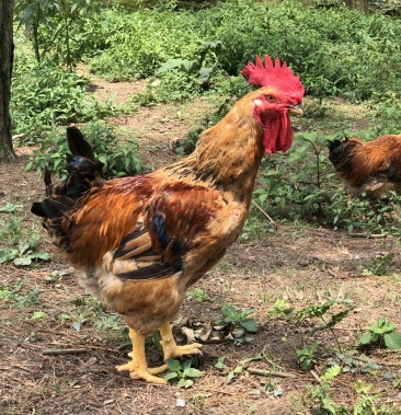 [三黄鸡批发]散养k9三黄鸡价格8.50元/斤 - 一亩田