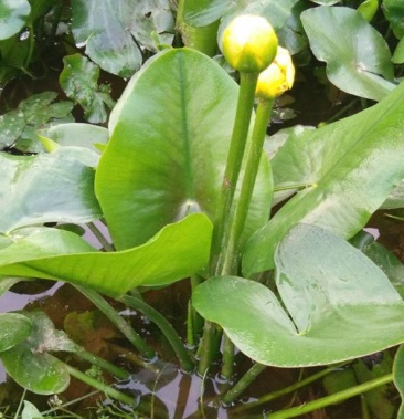 盆栽水生萍蓬草圆叶萍荇菜浮萍水浮莲黄金莲根系发达净化水质