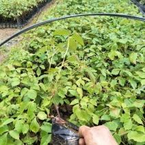 爬山虎苗爬藤植物四季苗三叶五叶盆栽室外易活庭院户外攀援爬
