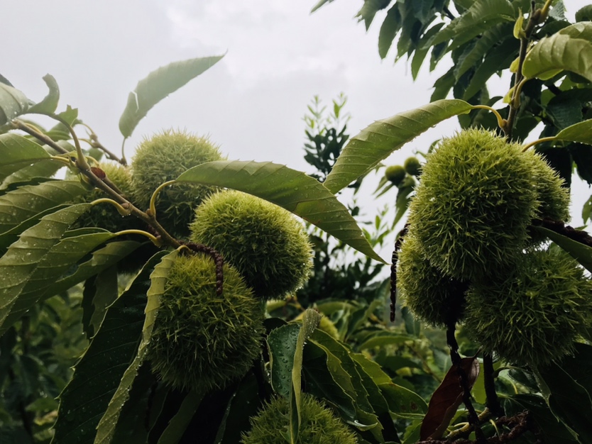 迁西板栗特写