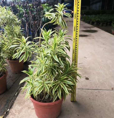 造型百合竹大型盆栽龙血树室内客厅北欧风网红绿植净化空气大