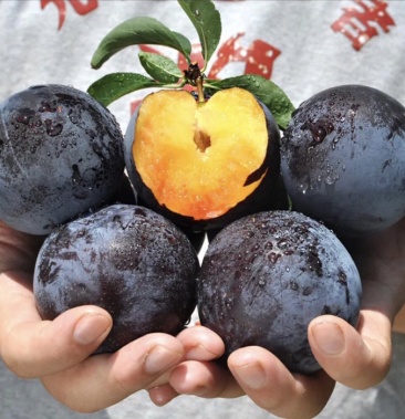 李子黑布林当地叫紫琥珀口感甜脆