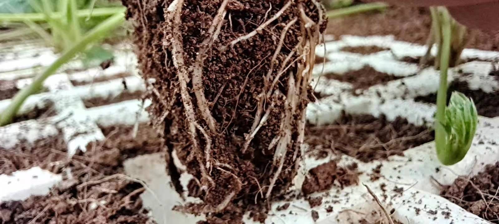 草莓根系与营养液关系图