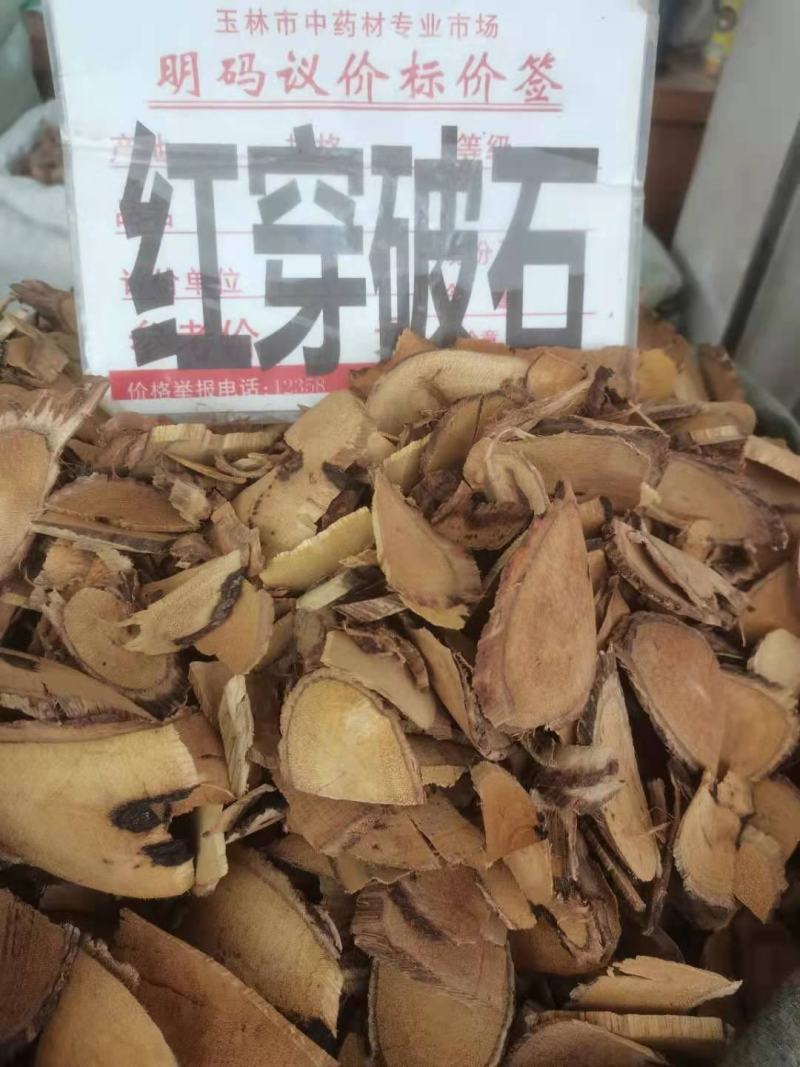 野生中药材 红穿破石 状元红 批发零售