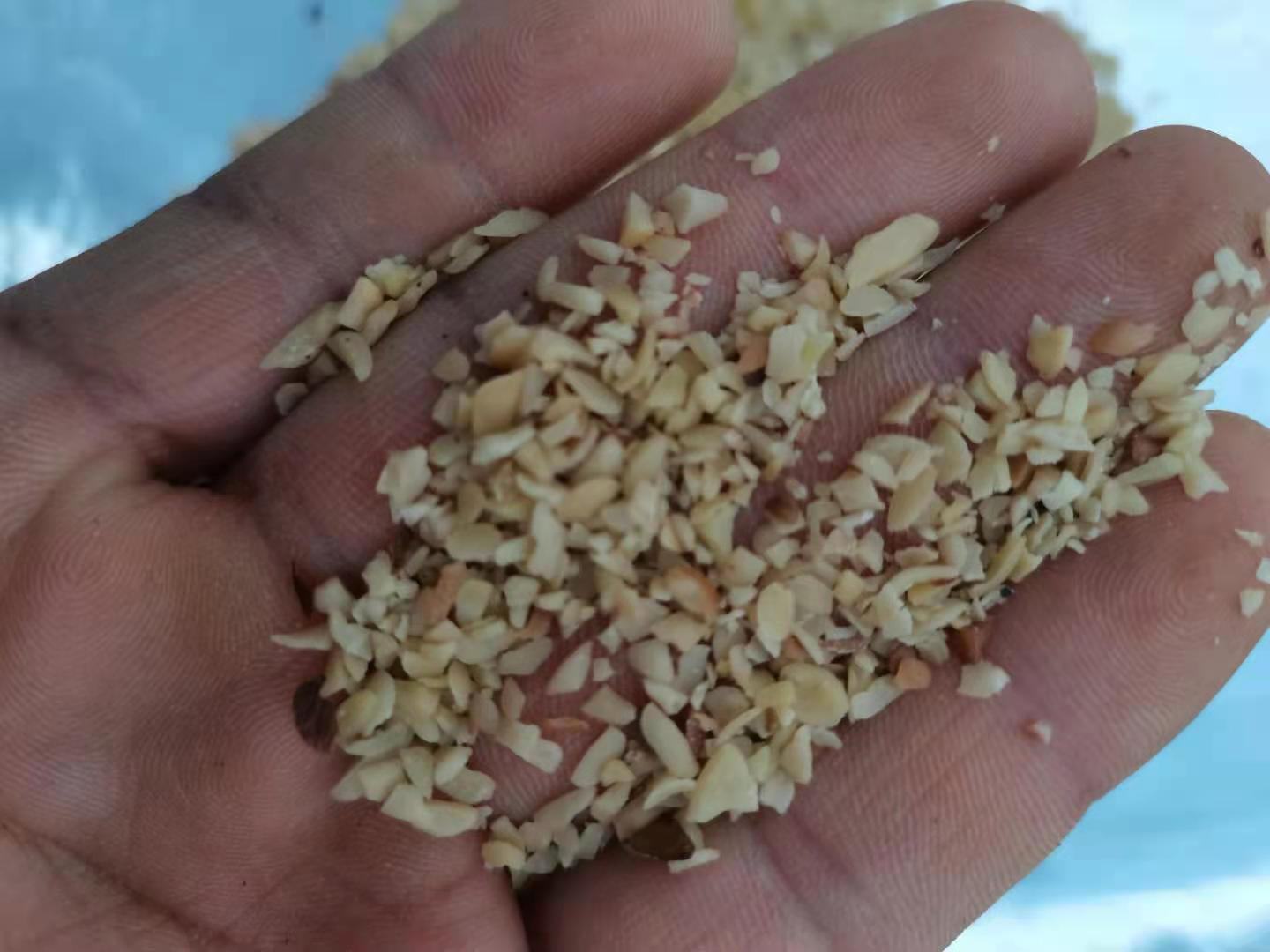 电子显微镜图像:左图为薄皮核桃(香玲)仁切片,显示细胞壁大面积破裂、脂滴均匀分散;右图为厚皮核桃仁切片,细胞壁结构完整、脂滴呈团块状聚集;图中标注比例尺为10μm,箭头指示典型破损位点 薄皮核桃仁显微结构对比图