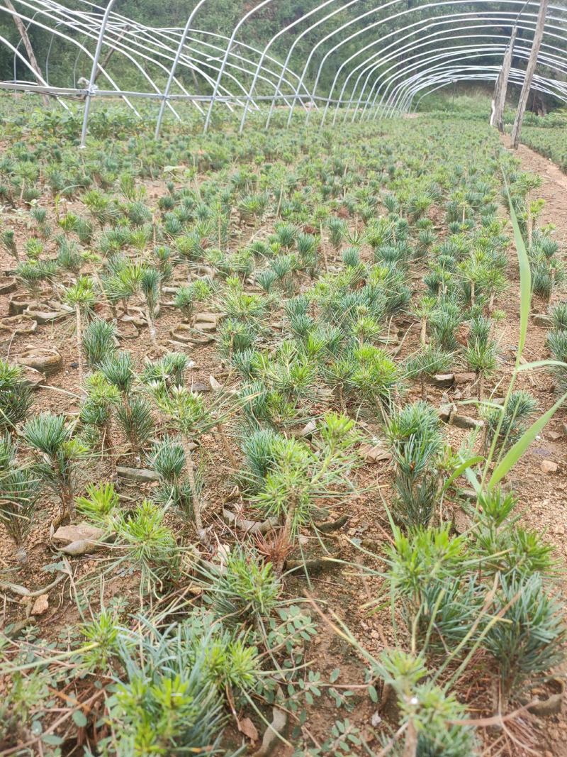 自产自销五针松小苗一手货源充足
