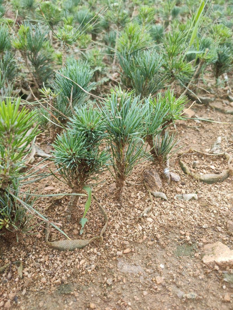 自产自销五针松小苗一手货源充足