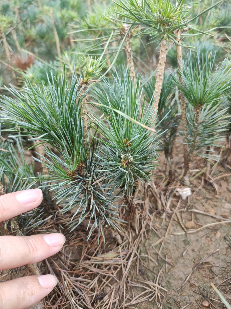 自产自销五针松小苗一手货源充足