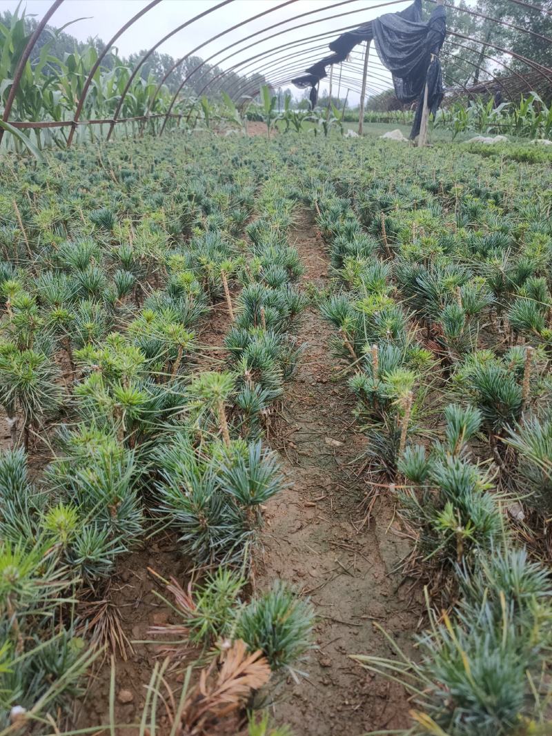 自产自销五针松小苗一手货源充足