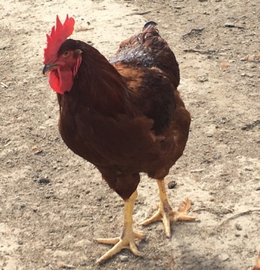 [红公鸡批发]380红公鸡预售中价格12.00元/斤 - 一亩田