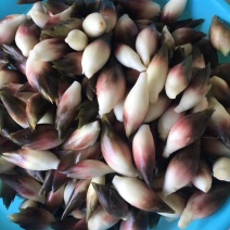 白阳荷