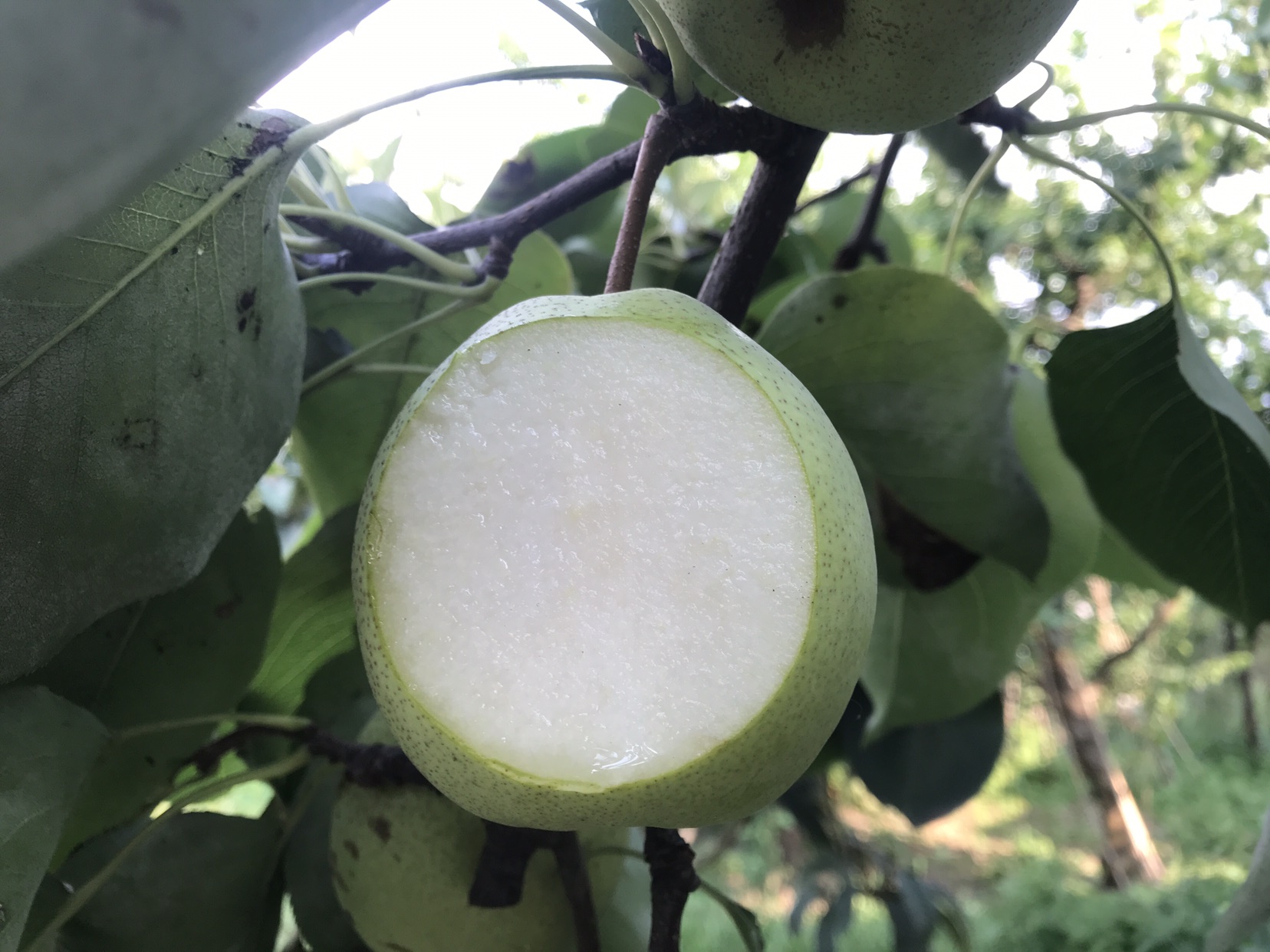 金花梨原木材质特写